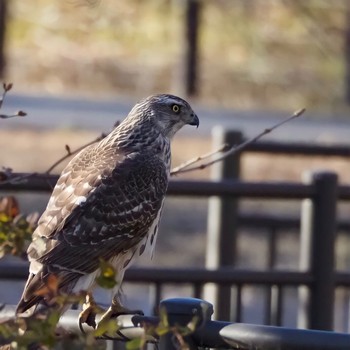 オオタカ 都立水元公園 2022年1月21日(金)