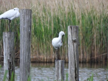 Black-faced Spoonbill Kasai Rinkai Park Tue, 5/3/2022