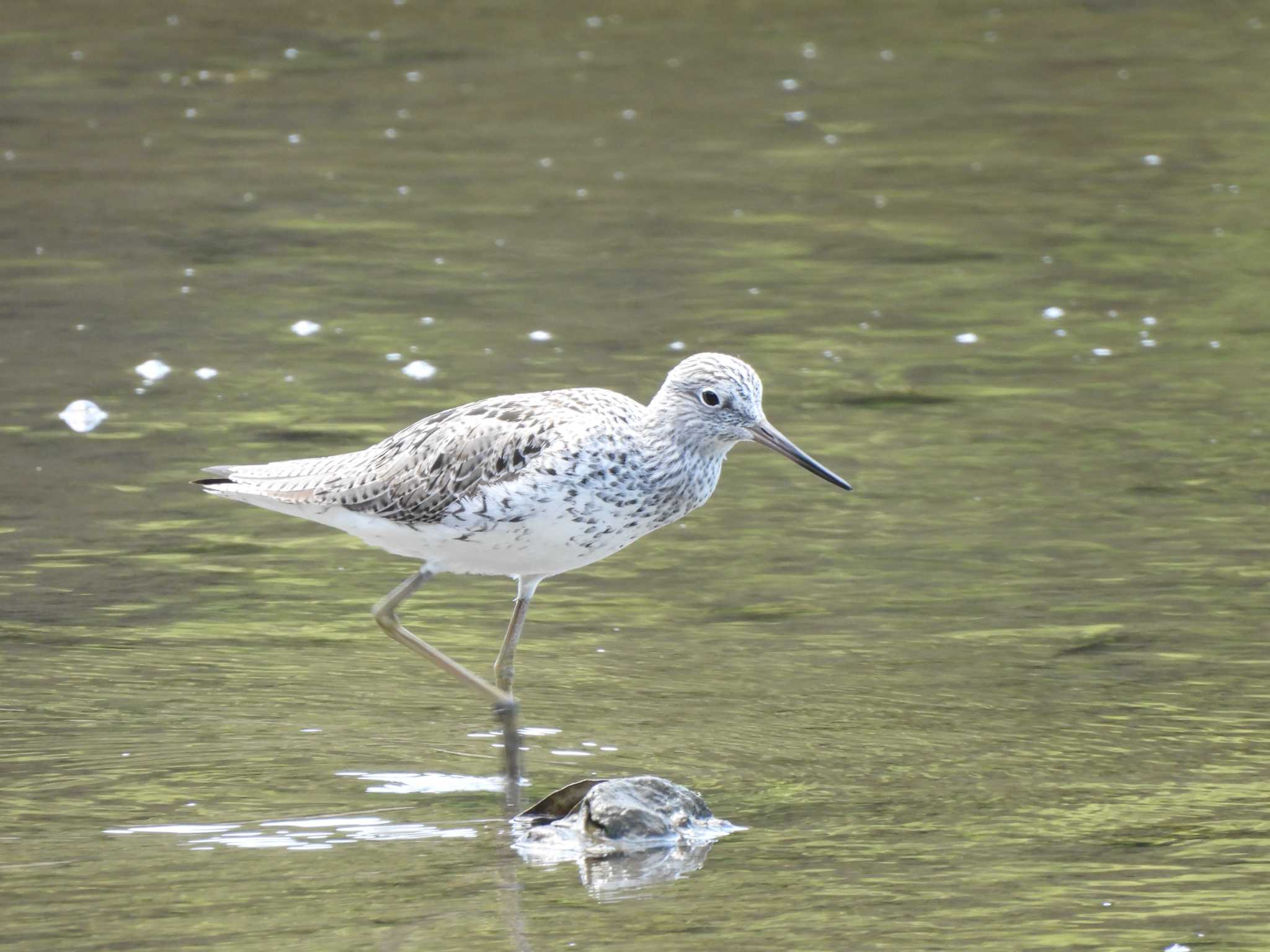 葛西臨海公園 アオアシシギの写真 by まつのすけ