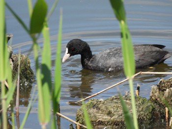 Eurasian Coot Kasai Rinkai Park Tue, 5/3/2022