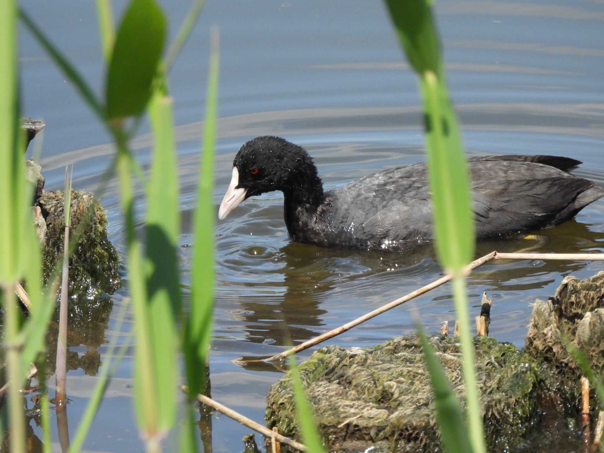 Photo of Eurasian Coot at Kasai Rinkai Park by まつのすけ