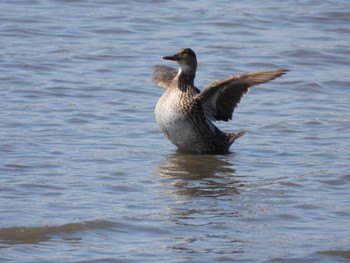 Eurasian Teal Kasai Rinkai Park Tue, 5/3/2022