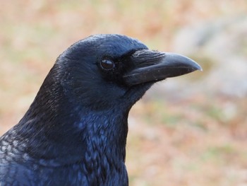 ハシブトガラス 舎人公園 2022年1月25日(火)