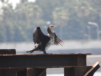 カワウ 葛西臨海公園 2022年5月3日(火)