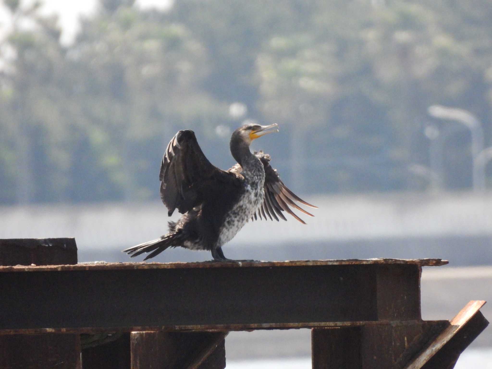 葛西臨海公園 カワウの写真 by まつのすけ