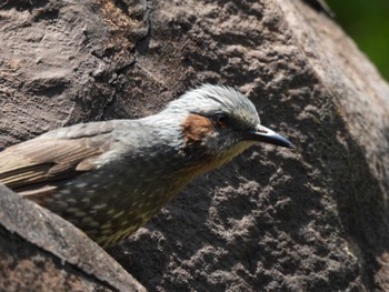 Brown-eared Bulbul Kasai Rinkai Park Tue, 5/3/2022