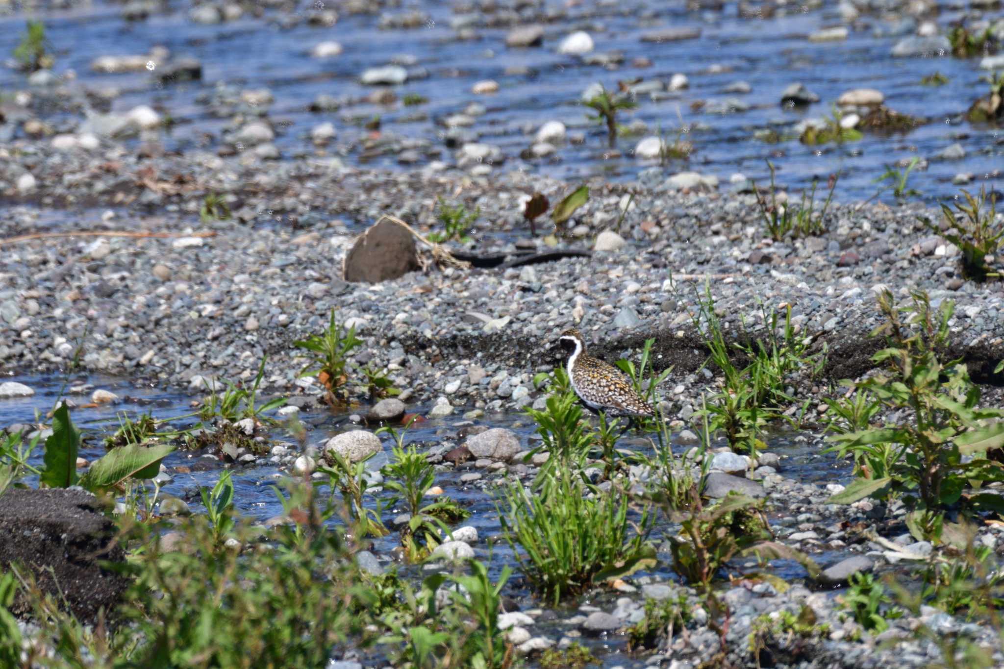 Pacific Golden Plover