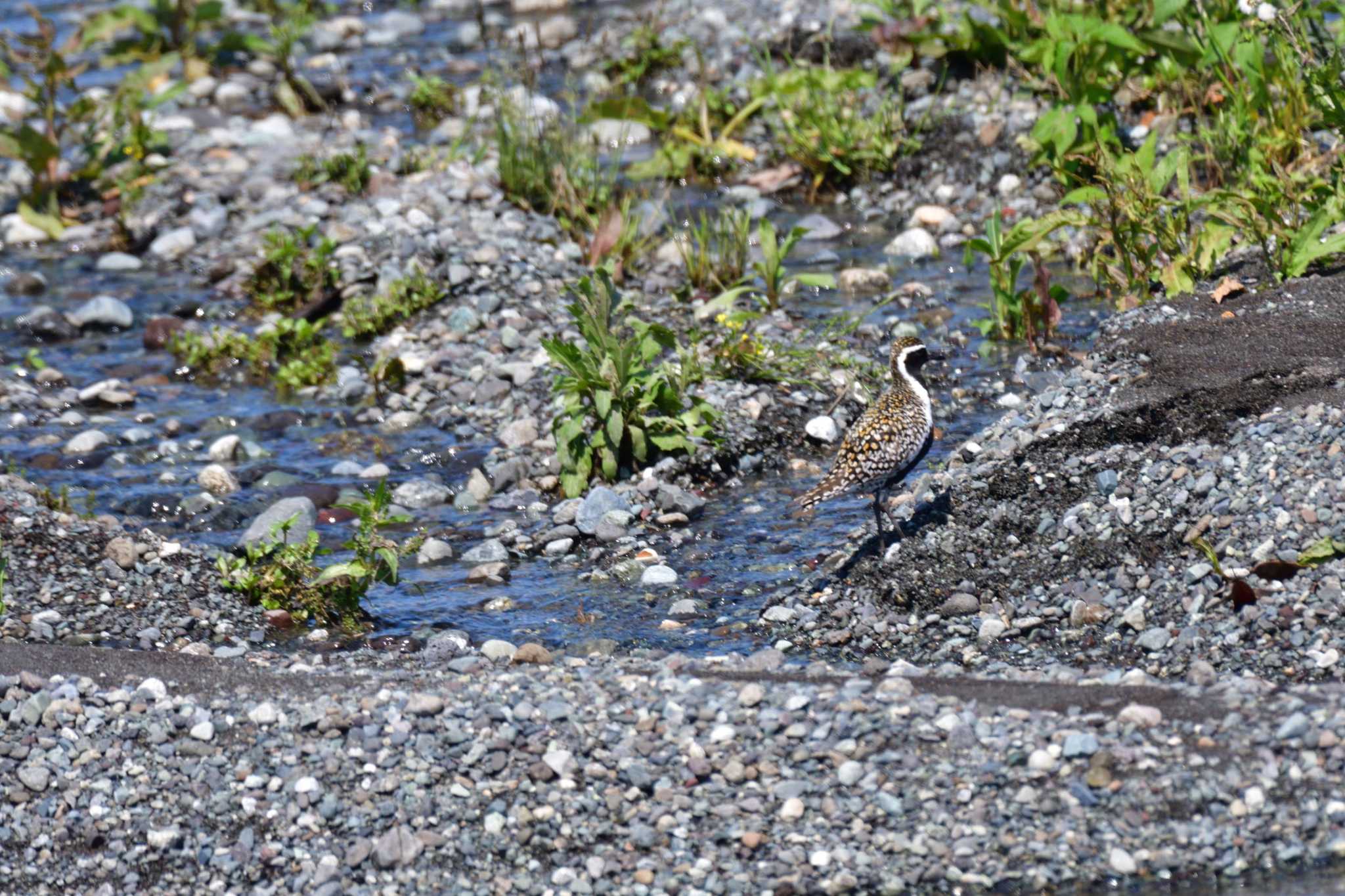 Pacific Golden Plover