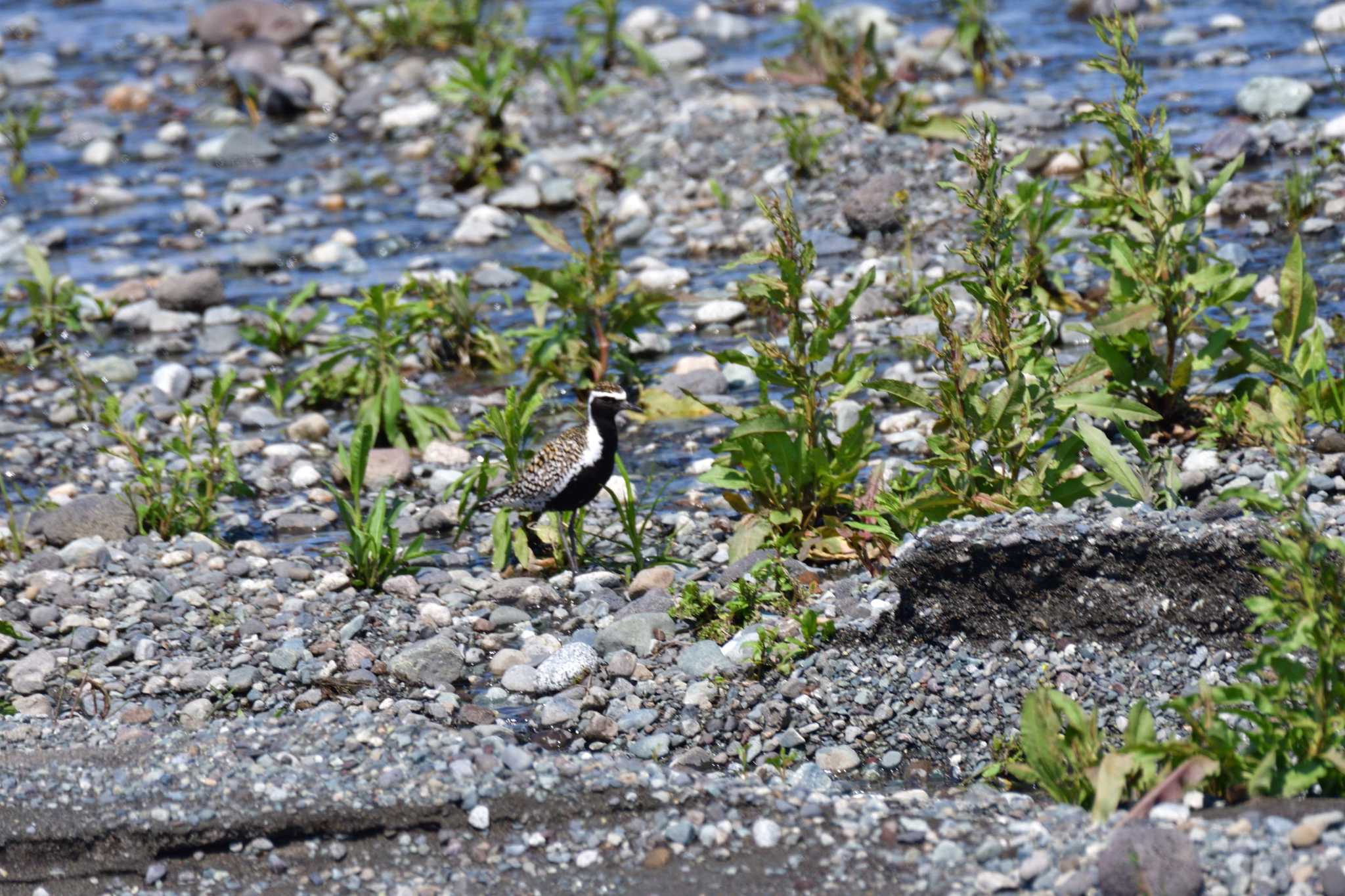 Pacific Golden Plover