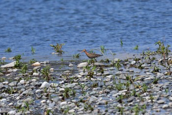 Tue, 5/3/2022 Birding report at 酒匂川河口