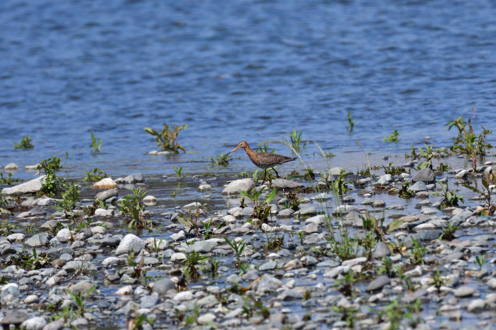 Black-tailed Godwit