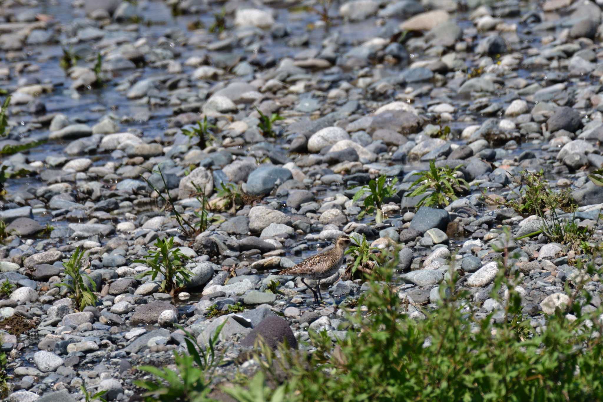 Pacific Golden Plover