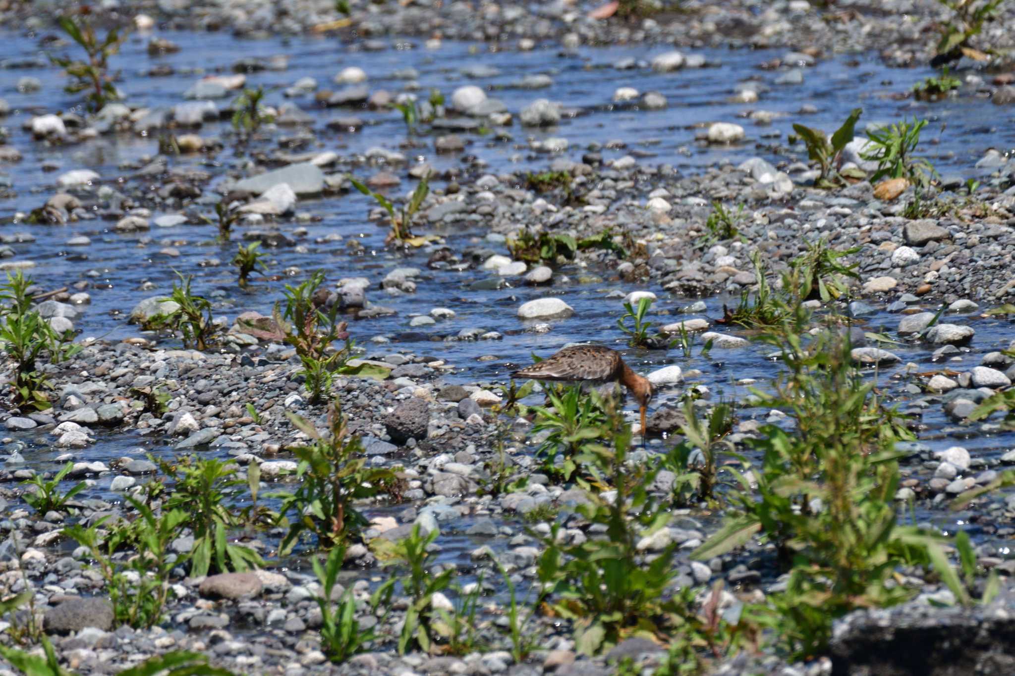 Black-tailed Godwit