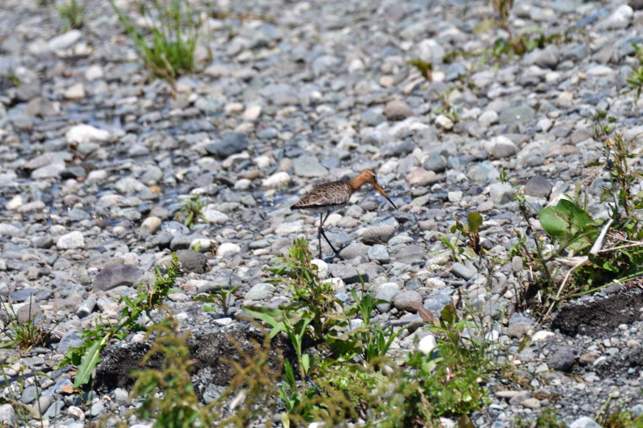 Black-tailed Godwit