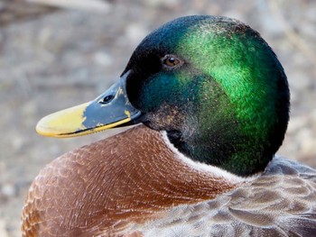 マガモ 舎人公園 2022年1月25日(火)