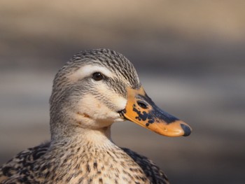 アヒル 舎人公園 2022年1月25日(火)