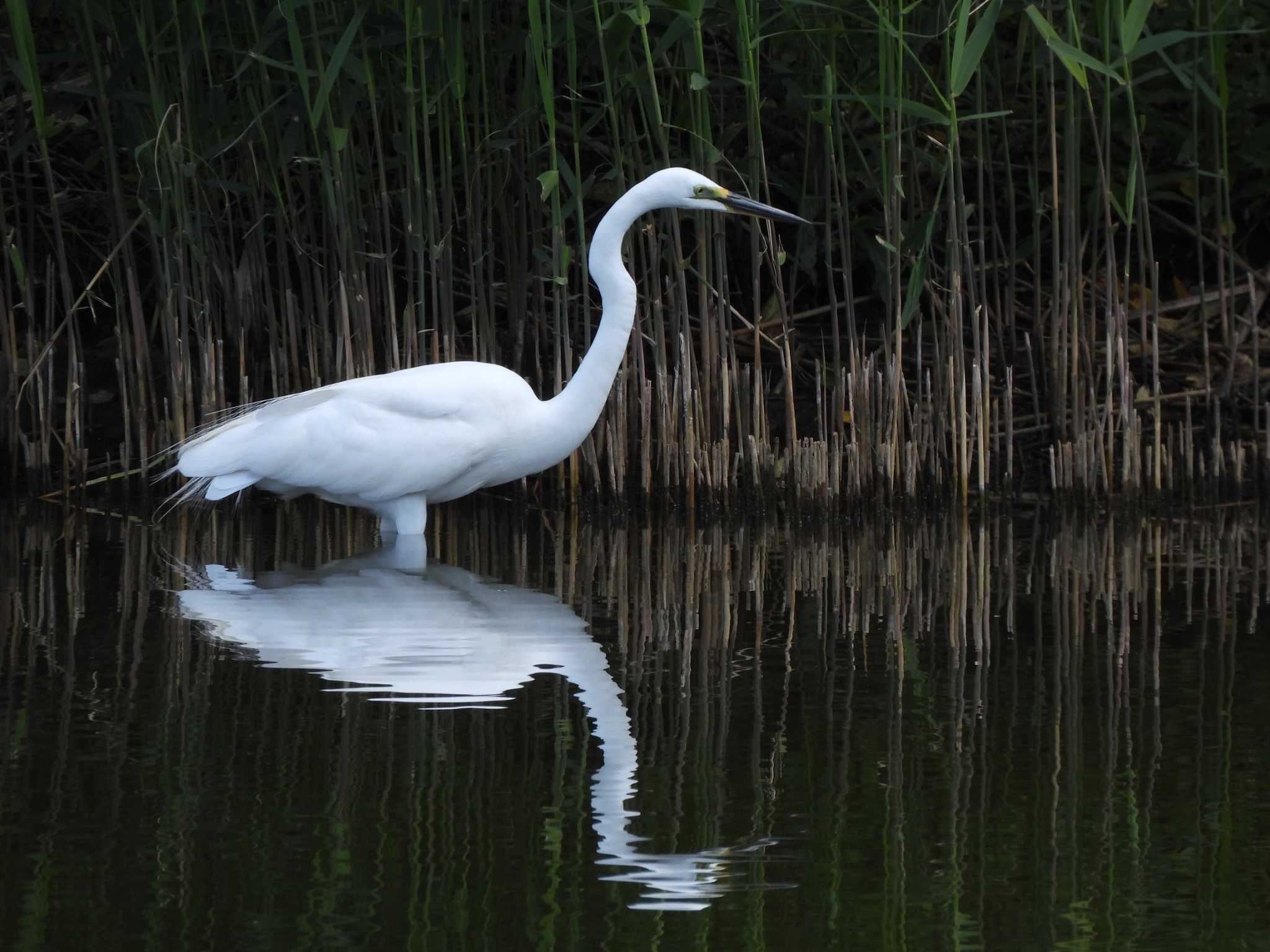 葛西臨海公園 ダイサギの写真 by まつのすけ