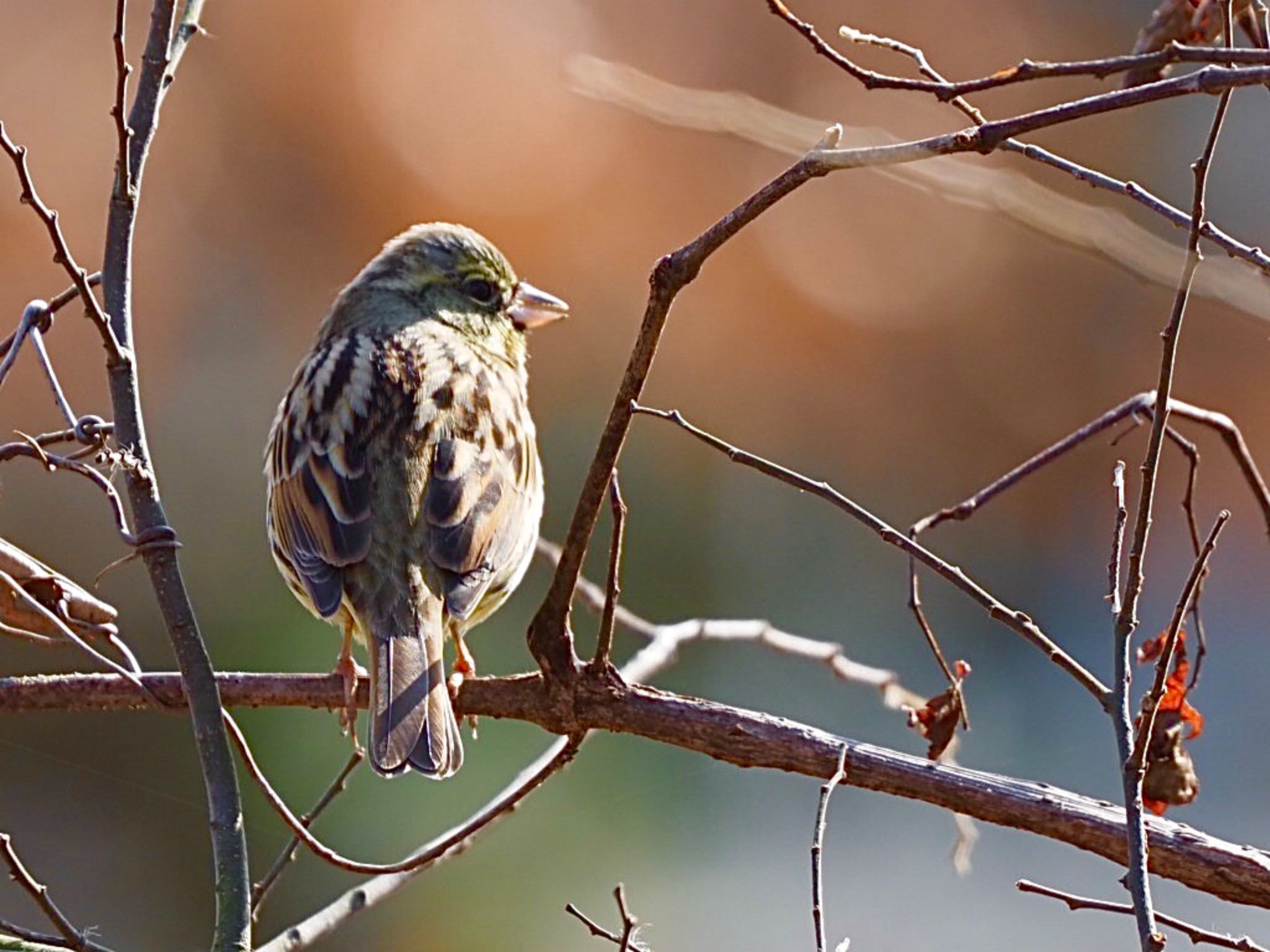 水元公園 アオジの写真 by 鳩麦玄米