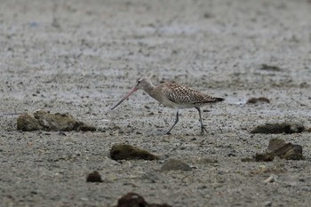 Bar-tailed Godwit 具志干潟 Mon, 11/13/2017