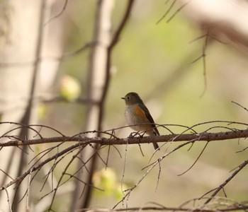 2022年5月3日(火) 前田森林公園(札幌市)の野鳥観察記録