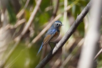 ルリビタキ 旭山記念公園 2022年5月2日(月)