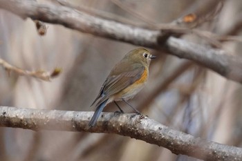 ルリビタキ 旭山記念公園 2022年5月2日(月)