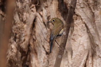 ルリビタキ 旭山記念公園 2022年5月2日(月)