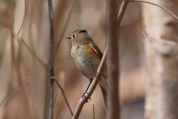 ルリビタキ 旭山記念公園 2022年5月2日(月)