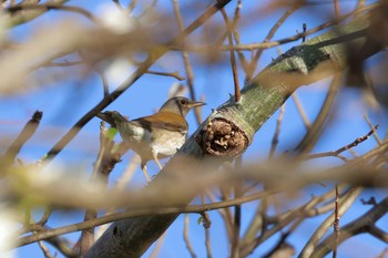 Pale Thrush 沖縄県糸満市 Tue, 11/28/2017