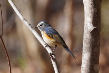 ルリビタキ 旭山記念公園 2022年5月2日(月)