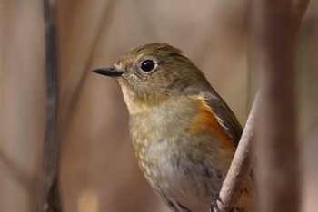 ルリビタキ 旭山記念公園 2022年5月2日(月)