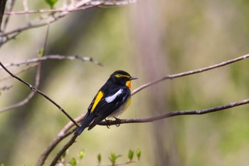 Narcissus Flycatcher Unknown Spots Tue, 5/3/2022