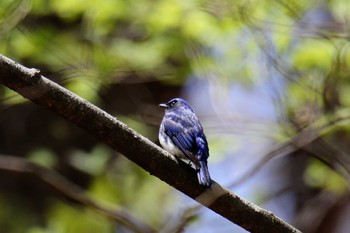 Blue-and-white Flycatcher Unknown Spots Tue, 5/3/2022