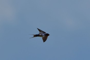 Barn Swallow 磐田大池 Mon, 5/2/2022