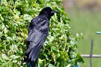 Carrion Crow 磐田大池 Mon, 5/2/2022