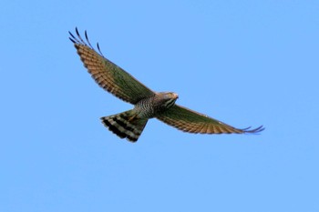 Grey-faced Buzzard 末吉公園 Fri, 11/24/2017