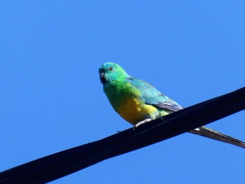 ビセイインコ Leeton, NSW, Australia 2022年1月4日(火)