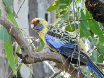 Crimson Rosella Narrandera, NSW, Australia Mon, 1/3/2022