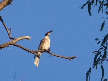 ズグロハゲミツスイ Narrandera, NSW, Australia 2022年1月3日(月)