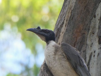 ズグロハゲミツスイ Narrandera, NSW, Australia 2022年1月3日(月)