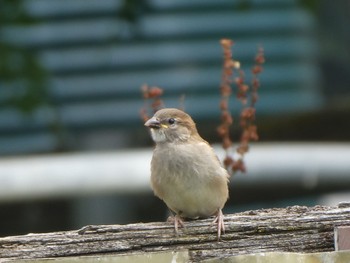 House Sparrow Sutton Forest, NSW, Ausyralia Tue, 1/4/2022