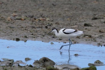 Pied Avocet 具志干潟 Tue, 11/28/2017