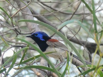 Purple-backed Fairywren Narrandera, NSW, Australia 2022年1月3日(月)