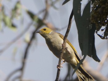 White-plumed Honeyeater Mildura, VIC, Australia Sun, 1/2/2022