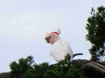 Pink Cockatoo