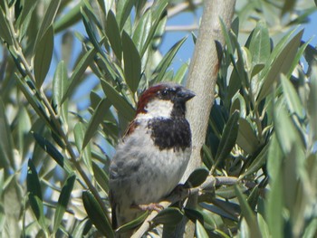 House Sparrow Balranald, NSW, Australia Mon, 1/3/2022