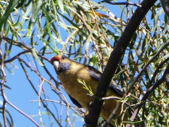 アカクサインコ Balranald, NSW, Australia 2022年1月3日(月)