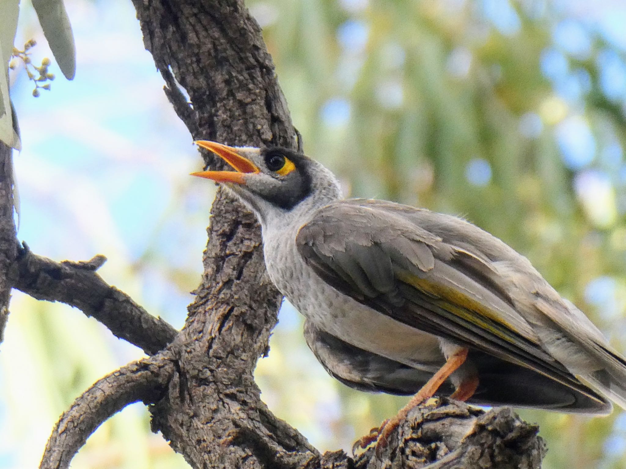 Mildura, VIC, Australia クロガオミツスイの写真 by Maki