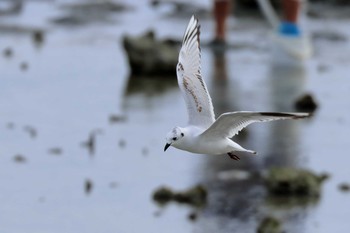 Saunders's Gull 泡瀬干潟 Mon, 11/20/2017