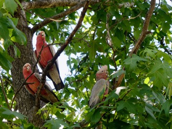 Galah Narrandera, NSW, Australia Mon, 1/3/2022